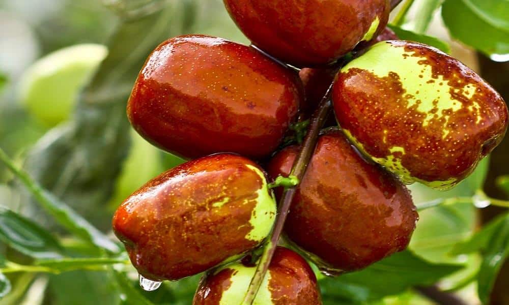 Health Benefits of Dates | AnyBodyCanBake