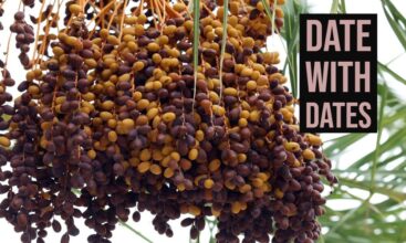 Top 5 Best Quality Dates to Buy
