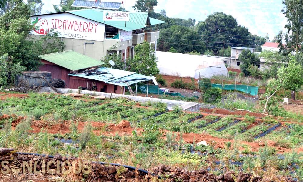 Mapro Strawberry Farms Mapro Strawberry Farms